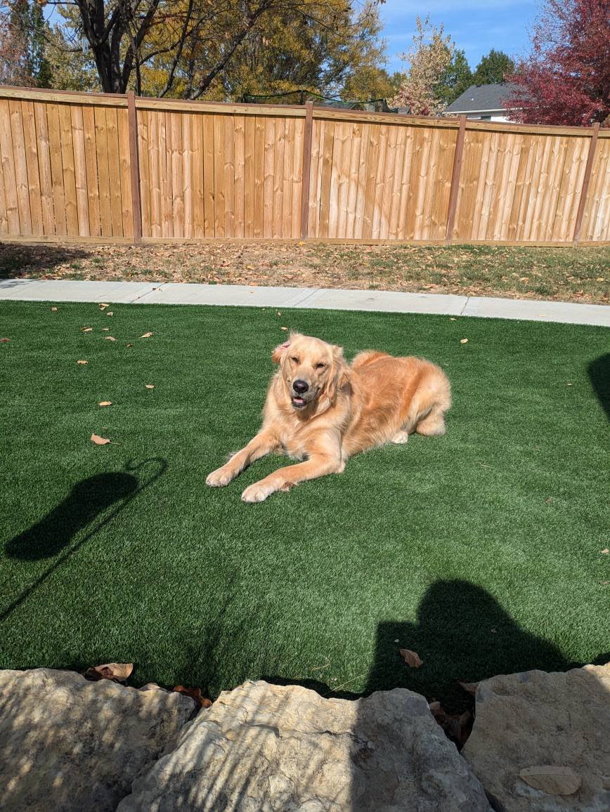 ben_jill's tweet photo. Brought this gorgeous girl home 2 years ago today. We just love our Felicia ♥️ @BenDraper7 https://t.co/Vwa60XIHI5