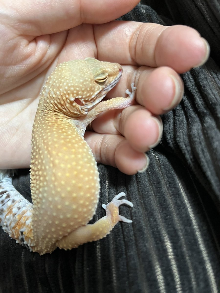#レオパ #ヒョウモントカゲモドキ#爬虫類
