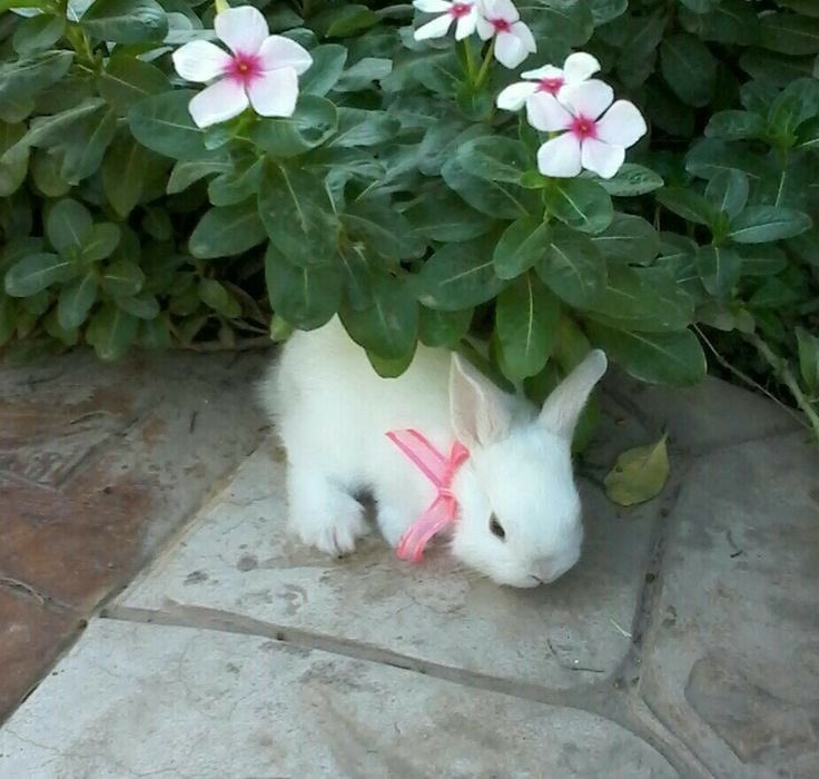 Bunnies's tweet photo. https://t.co/6lgDtQvPFj