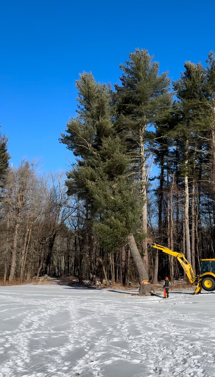 Couple more big pines removed today. First pine removed exposed some beautiful maples to highlight the edge of hole, 2nd removed brings morning sun to a wet fairway and eliminates a cart exit pinch point.