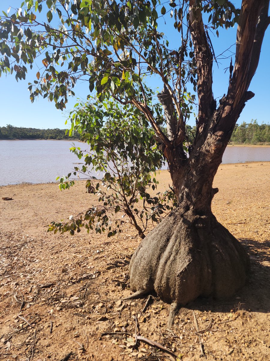 Happy #ThickTrunkTuesday! Check out this fantastic example of a lignotuber!

Under a protective layer of thick bark lie masses of dormant buds, nutrients and energy stores. A last resort against canopy loss, the lignotuber allows many eucalypts to regrow rapidly after fire.