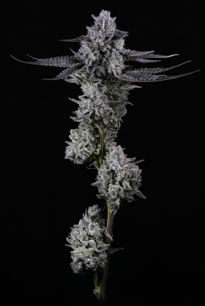 SimplyBareOrgnc's tweet photo. This new drop is a throwback to one you all knew and loved from a while back and she's definitely worth celebrating..
Introducing: BC Organic Grape Cream Cake. ππ°
#juice #flavourhigh #organic #cultivation #plantporn #macroplants #newdrops #simplybare #smokebreak #grapecream https://t.co/fFtGLtz049