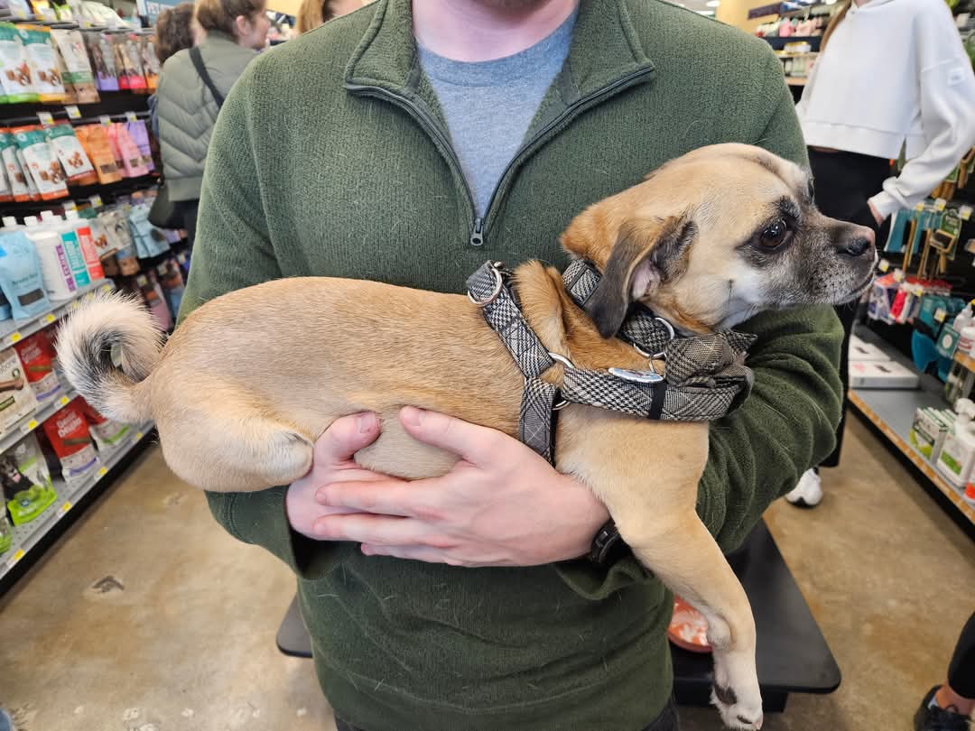 PugRescueAustin's tweet photo. Adoptable Siouxsie was all chill at Sunday's adoption event. Who are we kidding, she's a chill girl all the time. https://t.co/y7X4Nd5CkB
#pugmix #AdoptDontShop https://t.co/HYj7Swseim