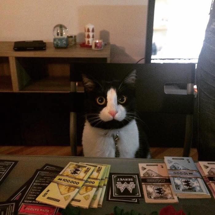 Punch Cat tweet media