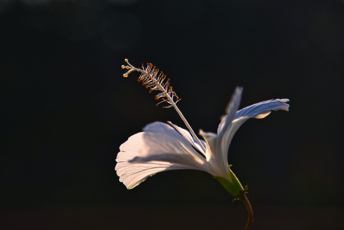 chauchaubhath's tweet image. The morning sun chose this hibiscus to shine His spotlight on. In the background, there's a wall and a tree, but the exposure specs make sure that they all merge into a screen that's black as jet. 😊

#backlit #Darkfield #photograghy