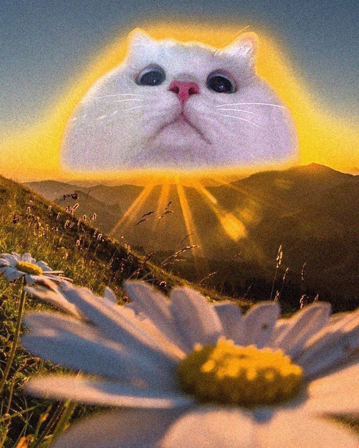 oopsonsolana's tweet photo. gOOPS! ☀️ https://t.co/novqe57GYx