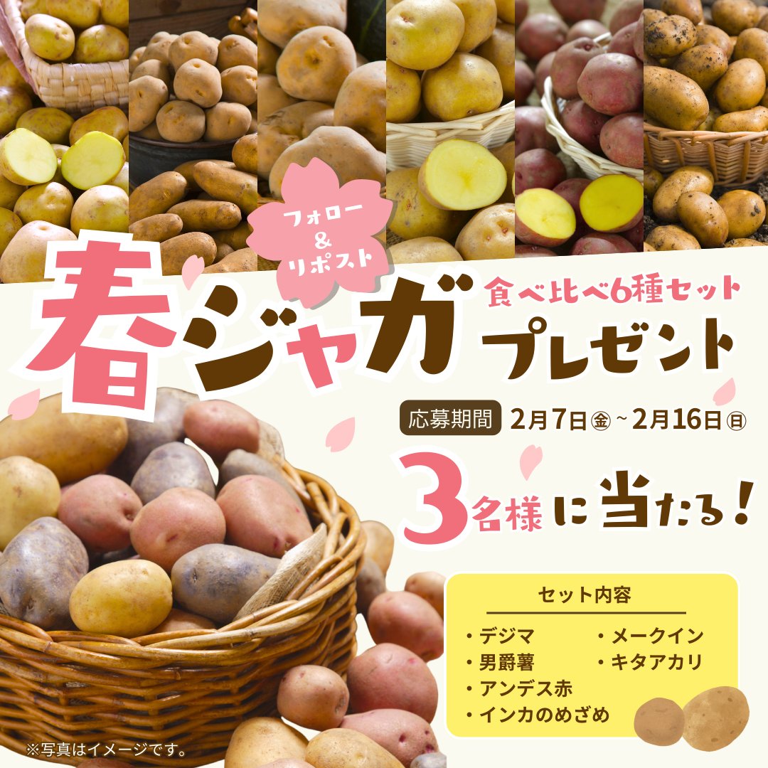shoptakii's tweet photo. ／
📣フォロー&RTで当たる🎁
＼

🌸春ジャガ企画🌸

人気のタネジャガイモ6品種を
今回は3️⃣名様へ #プレゼント🎁

畑がなくてもプランター栽培可能で、
何といっても育てやすいのが魅力🔰❣️

自分で作った『格別に美味しいジャガイモ』を食べ比べしてみてくださいね🤤🥔

■応募方法
① 
@shoptakii
 をフォロー
② 当投稿をRT

〆切 2月16日(日)⏰
#懸賞 #キャンペーン