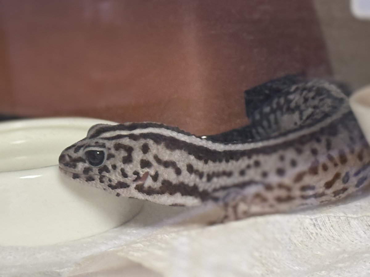 1230Sparkle's tweet photo. 毎日の観察が楽しみ🦎
なるべくは触らず刺激せず！ https://t.co/iVCAYCjZp0