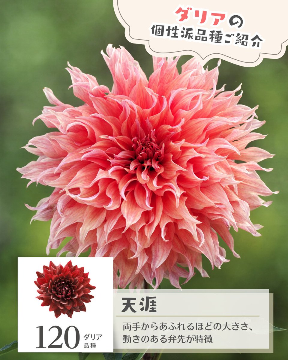 個性派✨品種のご紹介➃／ #ダリア pickup⏩️『天涯（てんがい）』 1