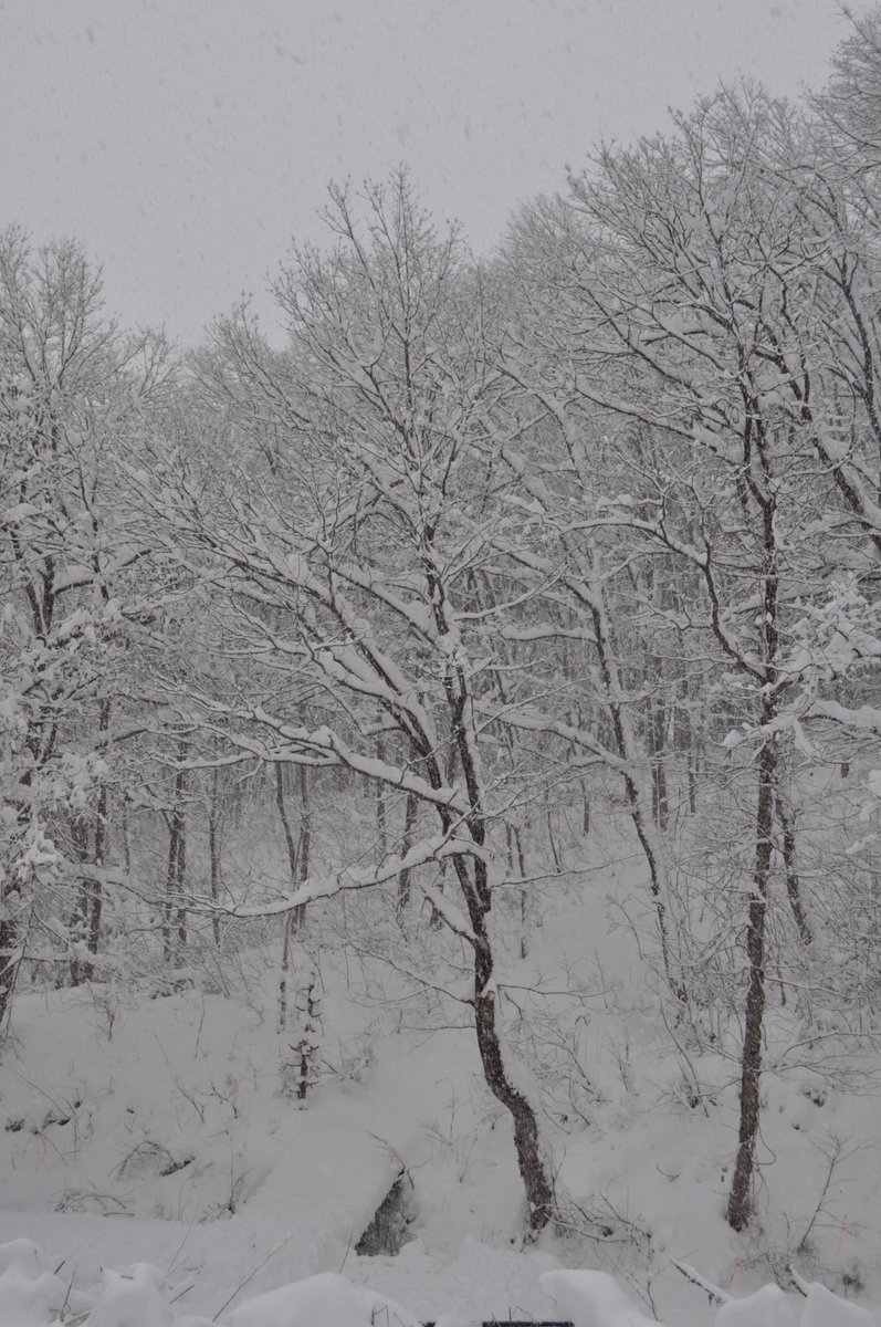 【飛騨高山yuicaの森🤍】

#yuica #アロマ #雪景色 #自然の力
#オークヴィレッジ #oakvillage