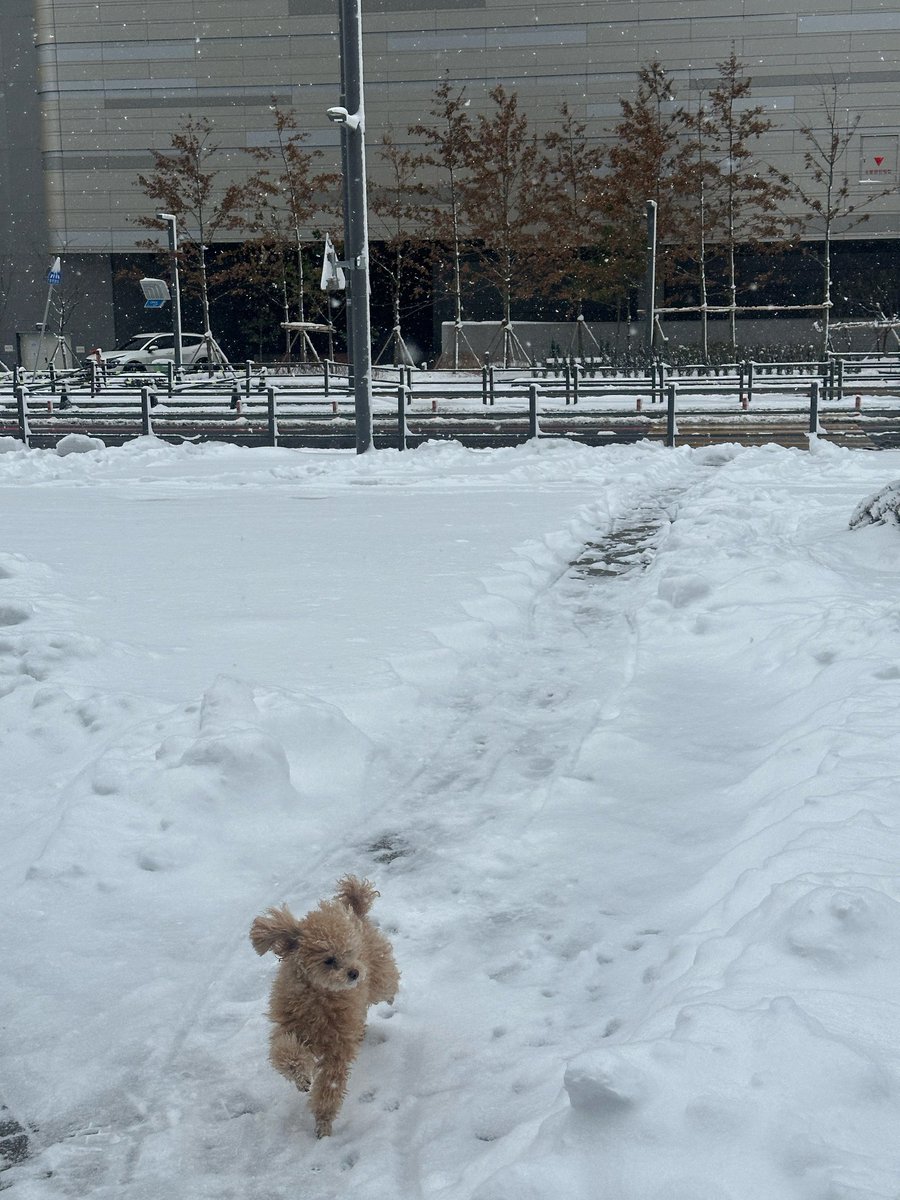 0825tag's tweet photo. 250128 😻💬 11:44am kst

😻it's the north pole
😻[photo]
😻siberian jjinsky 

note: the name of his dog in the picture is jjinie🐕 https://t.co/YpuOQDbrB1