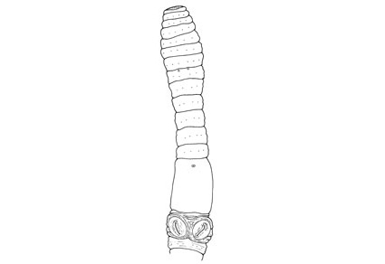 Zootaxa's tweet image. A new #earthworm genus with two #newspecies (#Clitellata, Megascolecidae) from the Western Ghats mountain ranges of south-western peninsular #India 
mapress.com/zt/article/vie… 
#Taxonomy