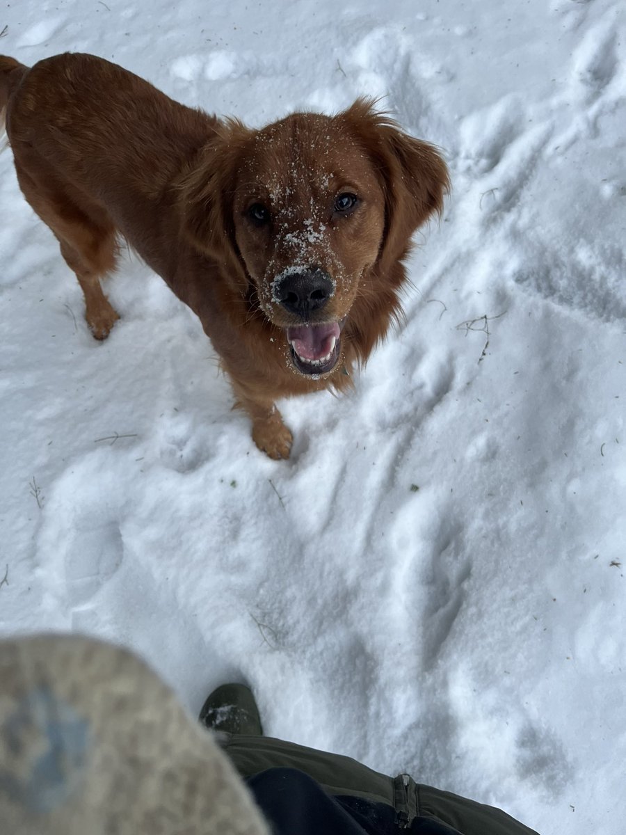 Some photos from today’s dog excursion! The way rivers freeze is cool as fuck.