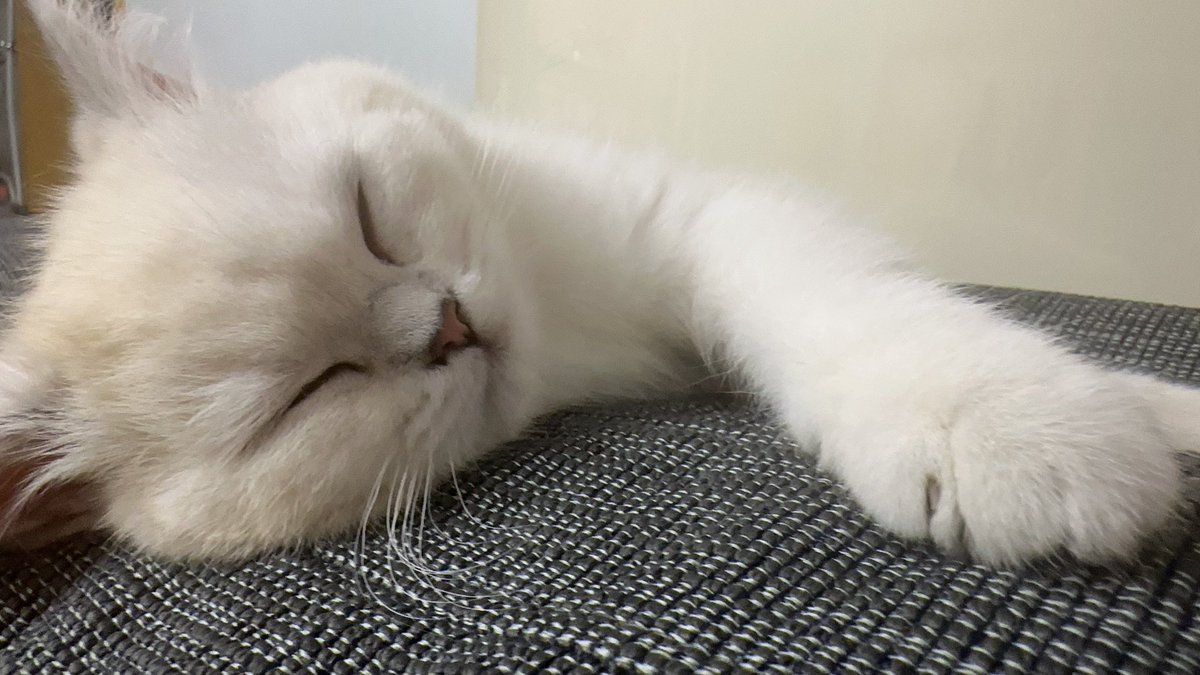 一颗小青菜.｜KFCDAO tweet media