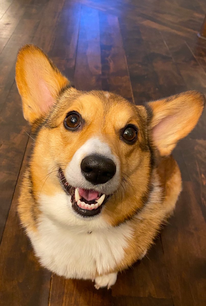 RubyCorgi's tweet image. Stepping away for a bit. But know that I love you. Also know that kindness, compassion, and tolerance will make the world go ‘round. #corgi #corgicrew