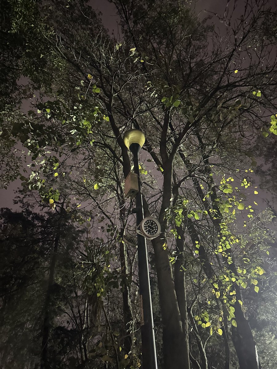 fanathierry's tweet photo. @AccionesBJ @BJAlcaldia @LuisMendozaBJ por lo menos 11 luminarias del @parquehundido no funcionan. Queremos luz en nuestro parque 🫶🏼 Adjunto evidencia. https://t.co/m9zPFdqt71
