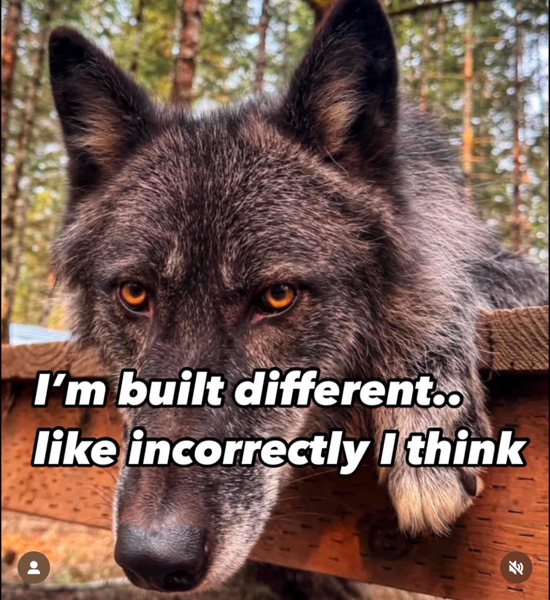 WolpBigWisky's tweet image. 