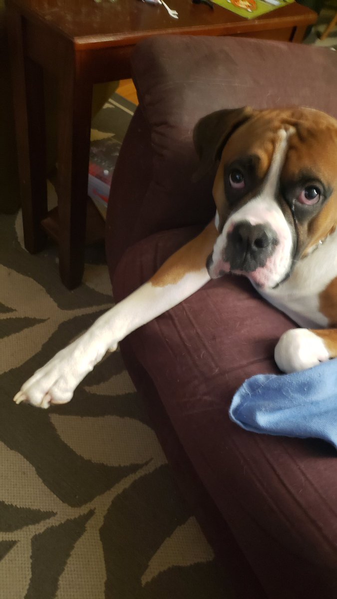 Geaniene's tweet photo. Goddamit, caught my dog in a Hitler salute today.  Breeder should have told me this would happen. https://t.co/WPFs574cNb