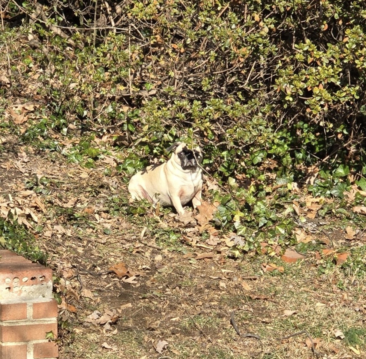 The weather is a teensy bit warmer &amp; of course Pika is taking advantage of the sunshine. #pikapug #pikawhopikayou