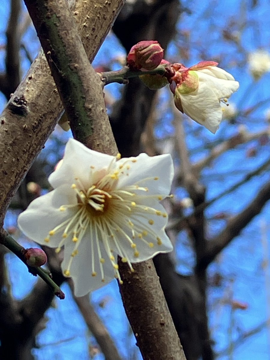 今日の梅