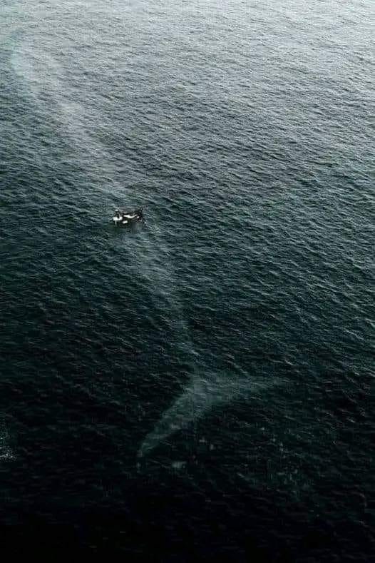 VertigoWarrior's tweet photo. The Real Size of Animals ~ A Thread🧵

1. That`s a blue Whale under a fishing boat https://t.co/sHMc0LmG17