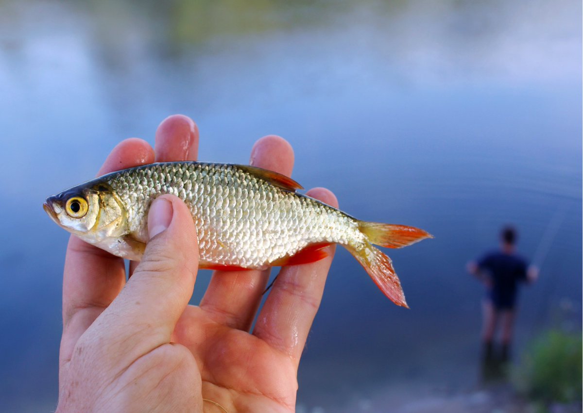 RealAquaticsLtd's tweet image. Fishermen... name that fish?

Answers below. No Googlin'...

#namethatfish #pondfish #coldwaterfish #fishing #fish