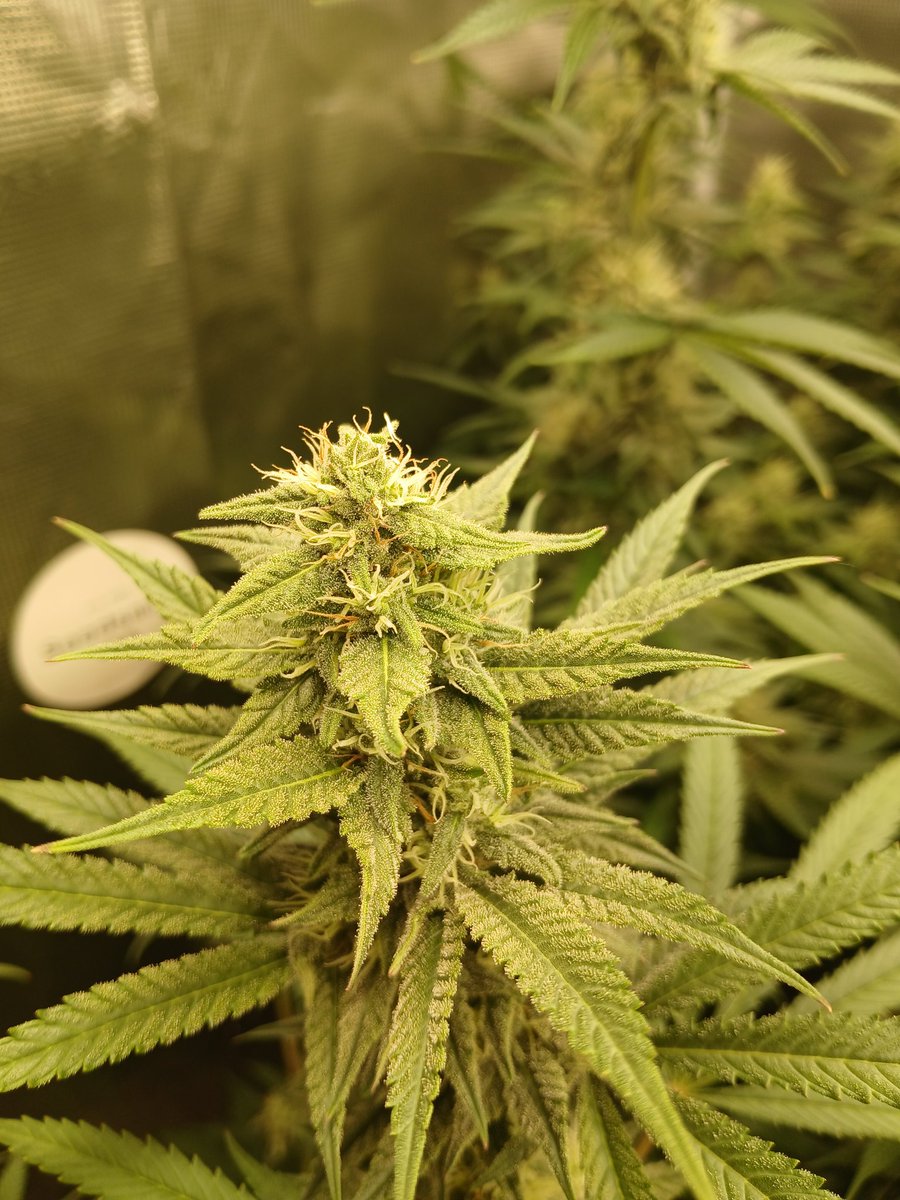 Tropicanna Banana from Barney's Farm 
Day 34 of 12/12
2 are getting fed TPS-ONE and the other is getting Cropsalt.
All are getting crazy frosty!!
#GrowYourOwn
#MarylandCannabis
#HomeGrowConsulting
#CannaLand
#CannabisCommunity
#StonerFam
#LetsGrowMaryland
