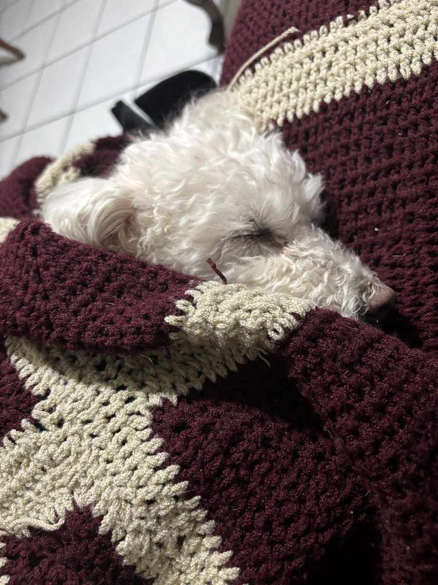maarcelad's tweet photo. Mi angelito 🐶❣️ https://t.co/2eziraPlHx