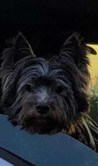 SHMILY_'s tweet image. I lost my best friend of 19  years today I love you Shmily🐕💙 and I'll miss you until I see you again Rip sweet boy at Rainbow Bridge Thanks for the memories