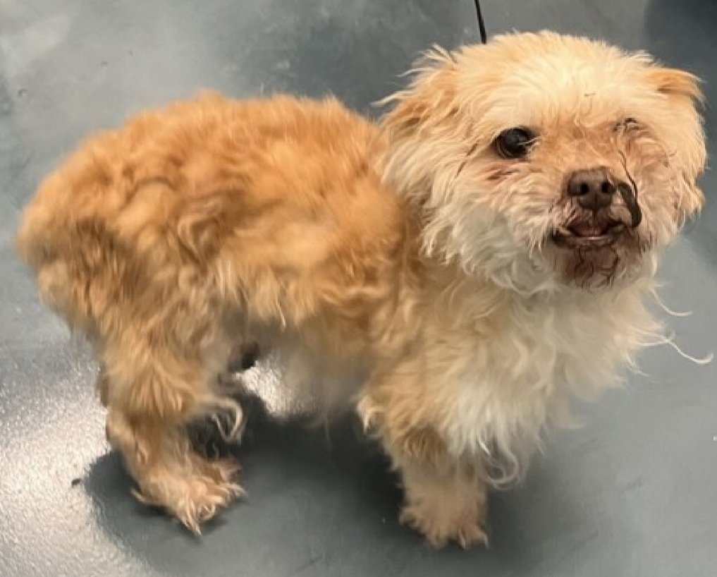 TAV4ACCMedicals's tweet photo. It's Banana Bread! 219240
He is at #NYCACC 
#SaveOurSeniors 
He is 12 yrs old
Has heart murmur &amp; perineal hernia
Abandoned at police precinct 
Please help save Banana Bread!
https://t.co/Woput9IbEA
#Pledge4Rescue #foster #adopt https://t.co/qWpeZgsdxF