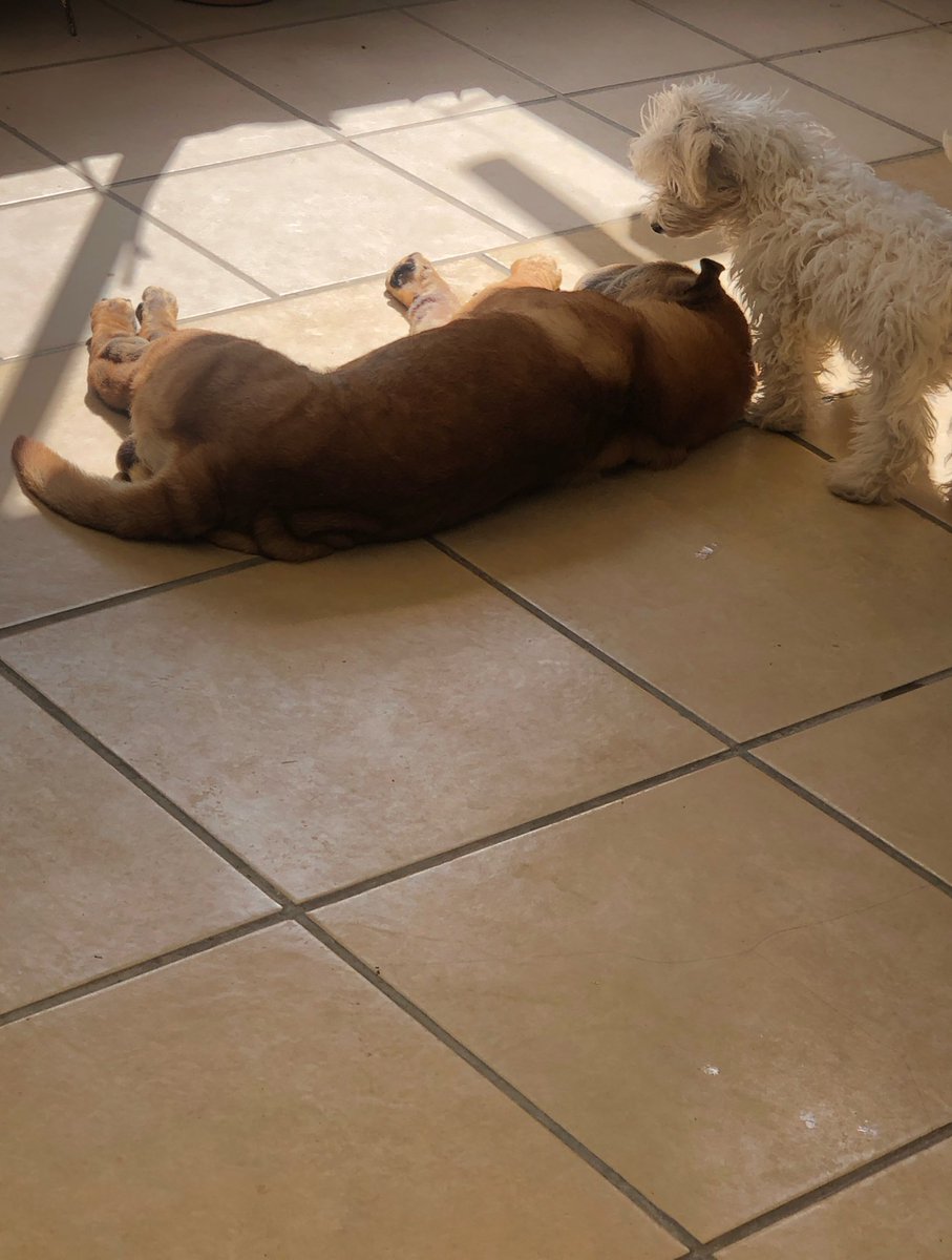 jenncorverac's tweet photo. descansa tranquilo mi gordito, siempre vivirás en mi corazón, me duele el alma…💔 https://t.co/e3NWeR1RXr