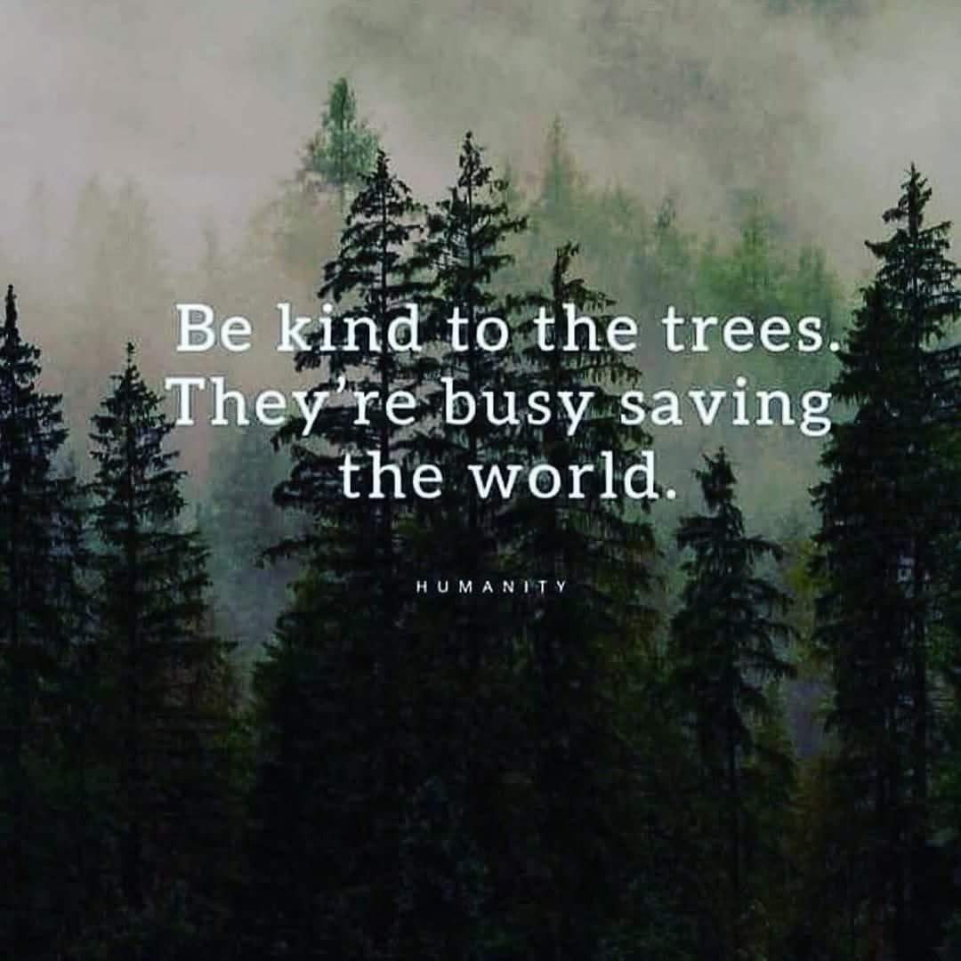 ShorelineTexas's tweet photo. @treemissions Yet we keep removing trees and pouring concrete to heat up the earth. #bamboo #hemp #papergoods https://t.co/8ZC4X3QI7H