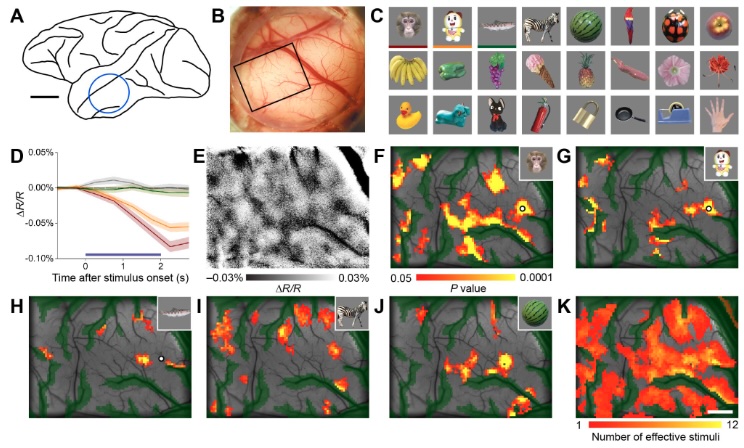 htanig_en's tweet photo. Our new paper is out in Scientific Reports!
"Relationship between functional structures and horizontal connections in macaque inferior temporal cortex"
https://t.co/ZXw3Lae0qZ https://t.co/kCKxACsBVh
