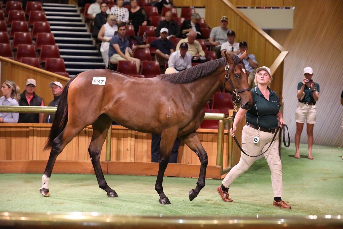 KarakaChat's tweet photo. ✨Highlight Lot✨ 

Dean Hawthorne Bloodstock purchases Lot 637, a Proisir filly for $850,000 from renowned vendors @CurraghmoreNZ 🐴🤝

#WhereWinningBegins✨ https://t.co/3IpAcn4ajD