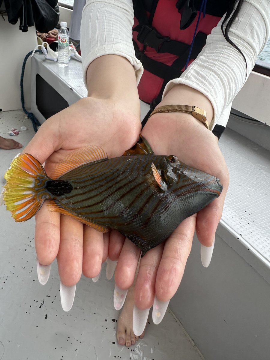 Cuddle_Bear_'s tweet photo. Glass Sea #Semporna #Mataking Free Diving https://t.co/H3IuFAN3NP