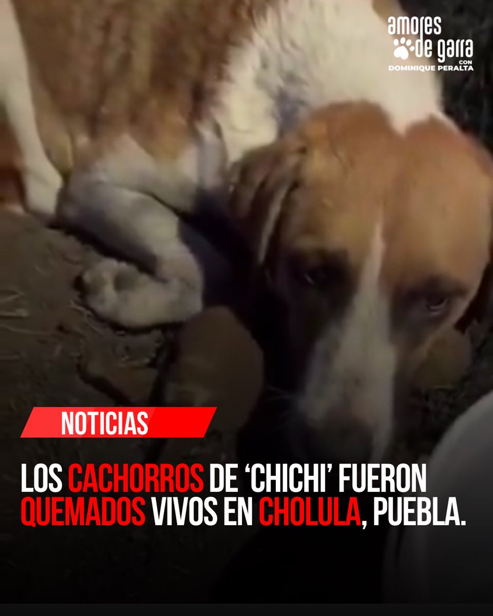 840 ideas de Perros | perros, perros frases, amor de perro, image size:960x1200