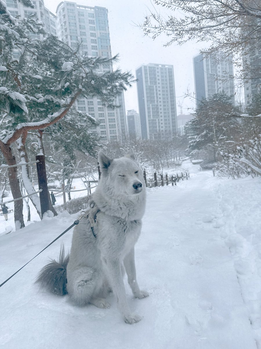 pepper_dog18's tweet photo. 넘 오랜만에 폭설온김에 근황
다들 새해복!! https://t.co/kg9h4VekbA