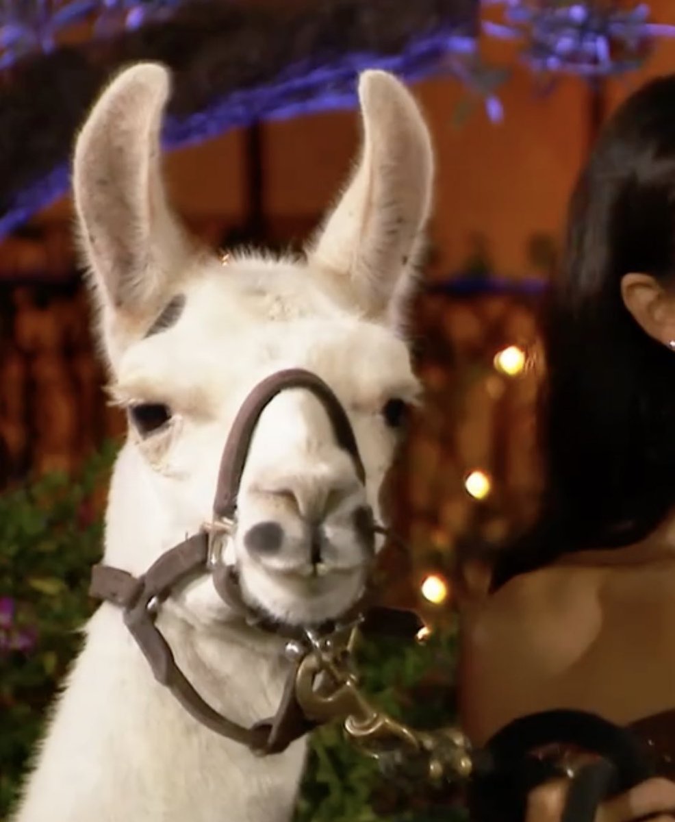 LINDA THE LLAMA FOR THE FIRST IMPRESSION ROSE IKTR #TheBachelor