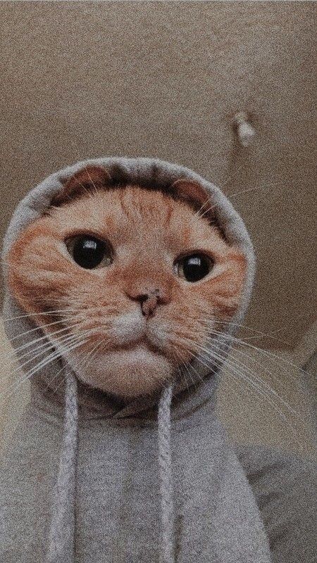 hodcatmeme's tweet photo. $hoodcat

Launch coming soon..in a few hours

🌙 HoodCat: The Meme Coin of the Hooded Cat That Just Wanted to Rest in Peace 😺 https://t.co/HN4aRoGEa9
