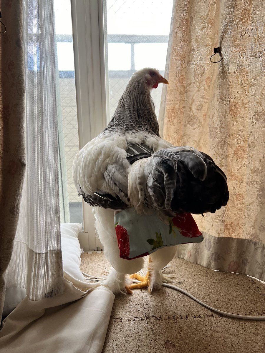 おむつ送料無料🆓は３１日まで🐔

diaper4petchickens.jimdoweb.com