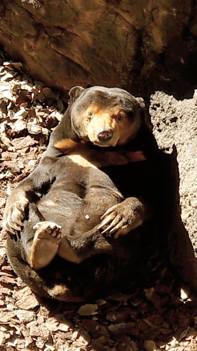 716sandy's tweet photo. キョウコさま~💕ʕ•ᴥ•ʔ
#マレーグマ #sunbear #Kyoco
#恩師上野動物園 #東京
#Uenozoo #Tokyo https://t.co/vln6XQp4uj