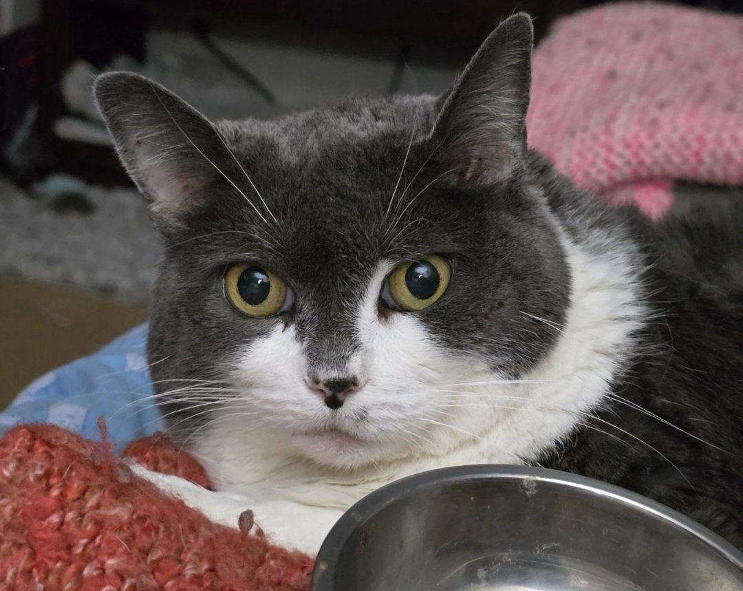 Oddball Cat Toys tweet media