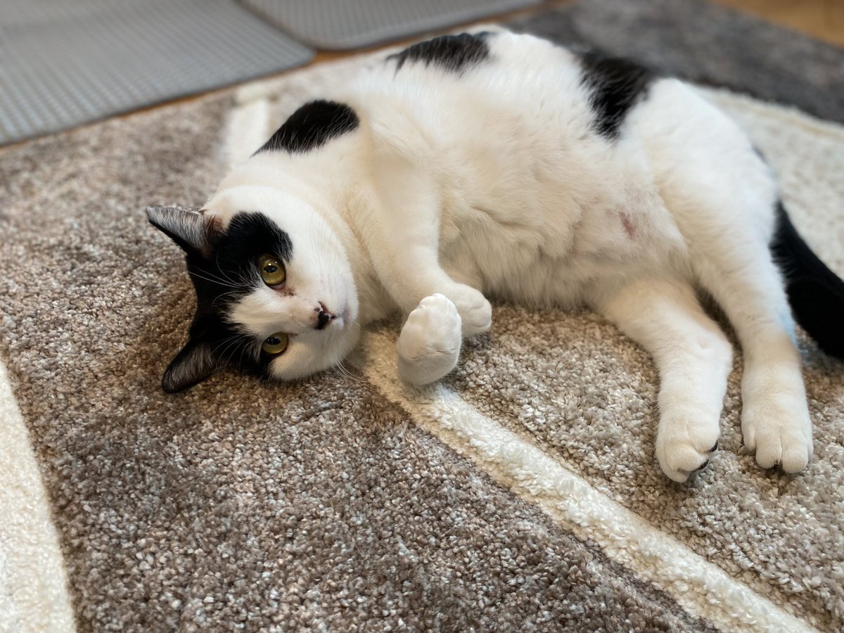 00_arata's tweet photo. まだ試雇なのにあやうく寝坊するところだった。猫達起こしてくれてありがとう🐈 https://t.co/pWR8LzYLlR