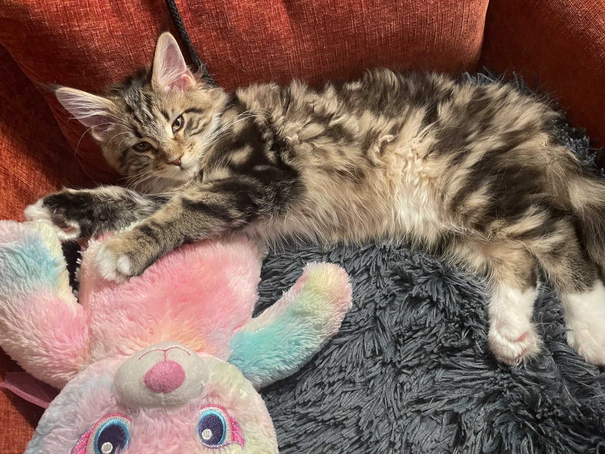 Anna Biller tweet media