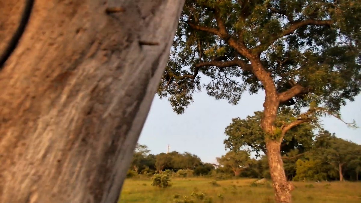 akim_eckert's tweet photo. Ahh...the nectar of the gods to Ellies
#marulas #Djuma #wildearth https://t.co/ScKxCjjGlk