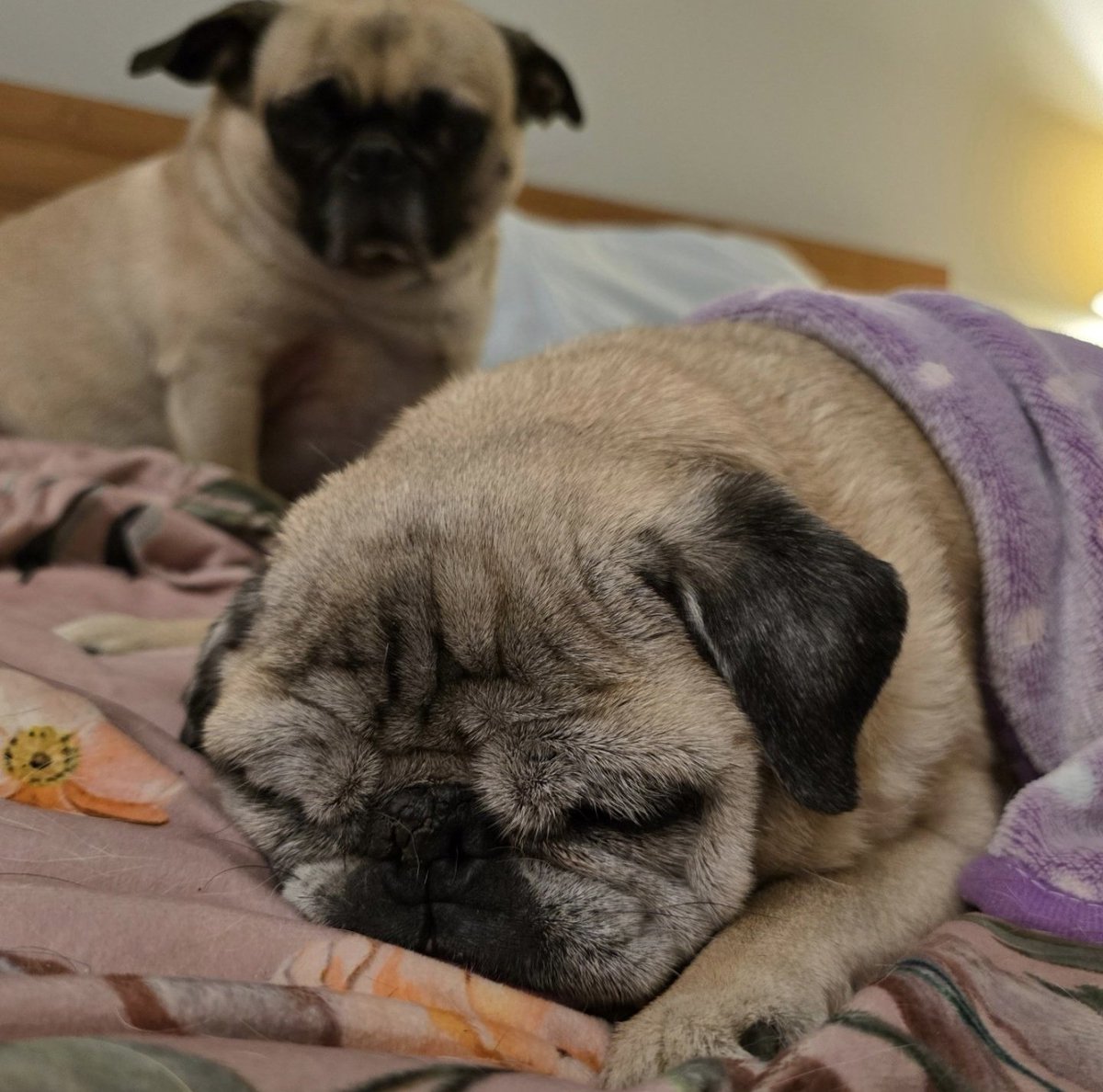 Pika is so jealous of my attention to cute sleeping Rosy. #rosyposy #lilpugbean #pikapug