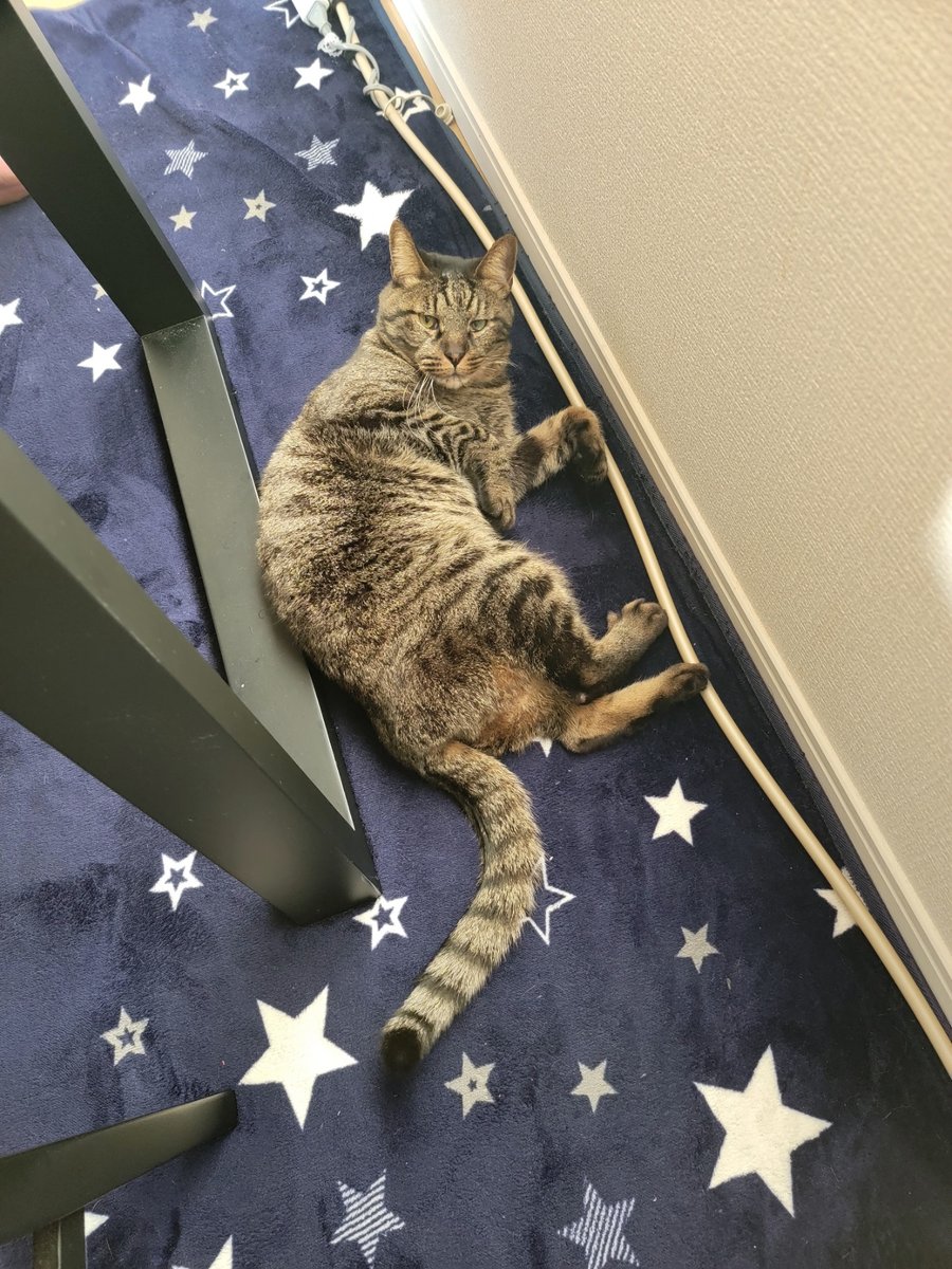 kurodarma's tweet photo. のび～～～～～

あれ、見られちゃったｗ

#キジトラ
#猫のいる暮らし𓏲𓎨 https://t.co/8ZNuoIY8j1