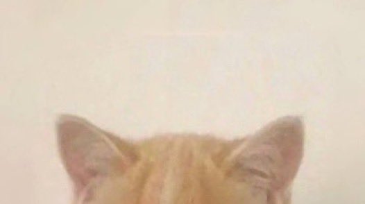 chaetrufa's tweet photo. 🐈❤️‍🩹🐈‍⬛ https://t.co/8utZqGzLEU