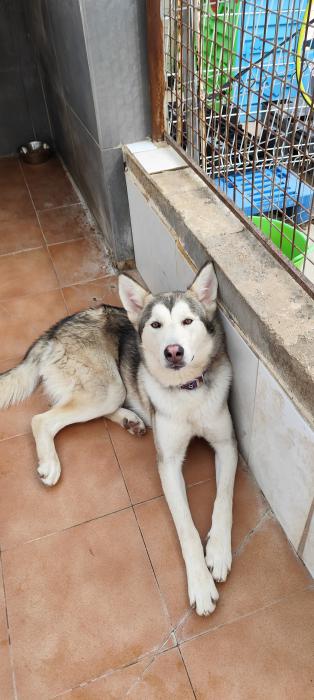 Protectora de animales SVPAP tweet media