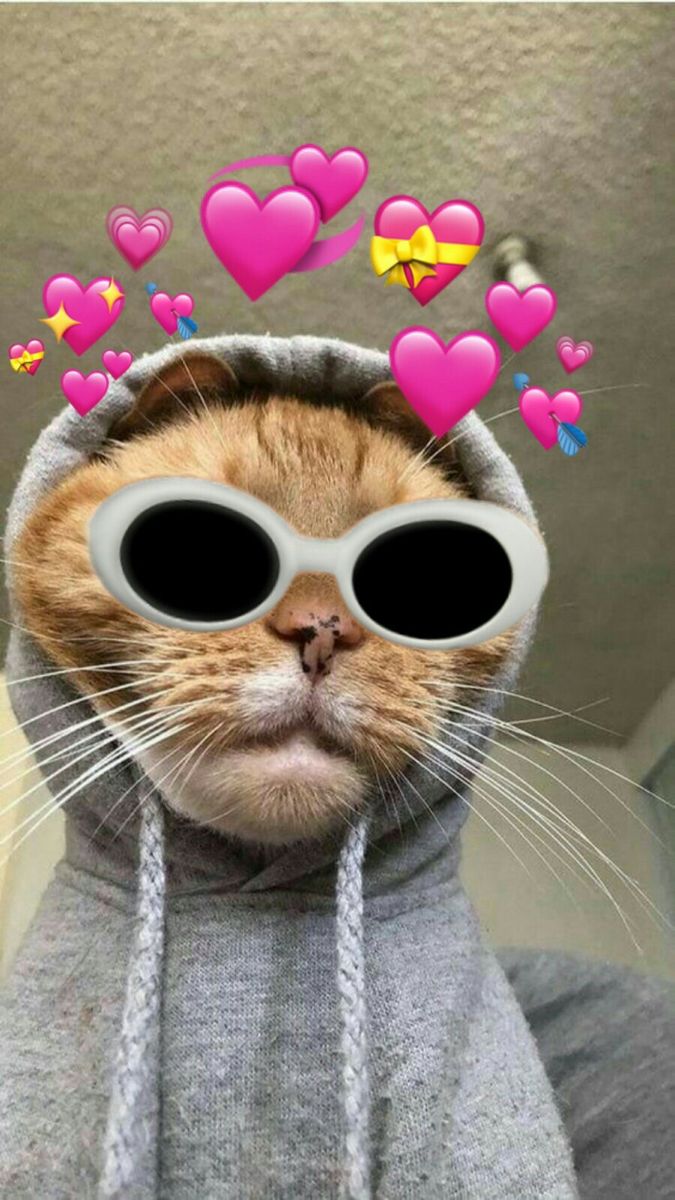 hodcatmeme's tweet photo. WE ARE HERE we are $hoodcat is available now -

CDseLu711VuGF1MPKMoE3K6UmLayWyFjycFw4kEiDPr1

#hoodcat https://t.co/7ctX3Iyf2K